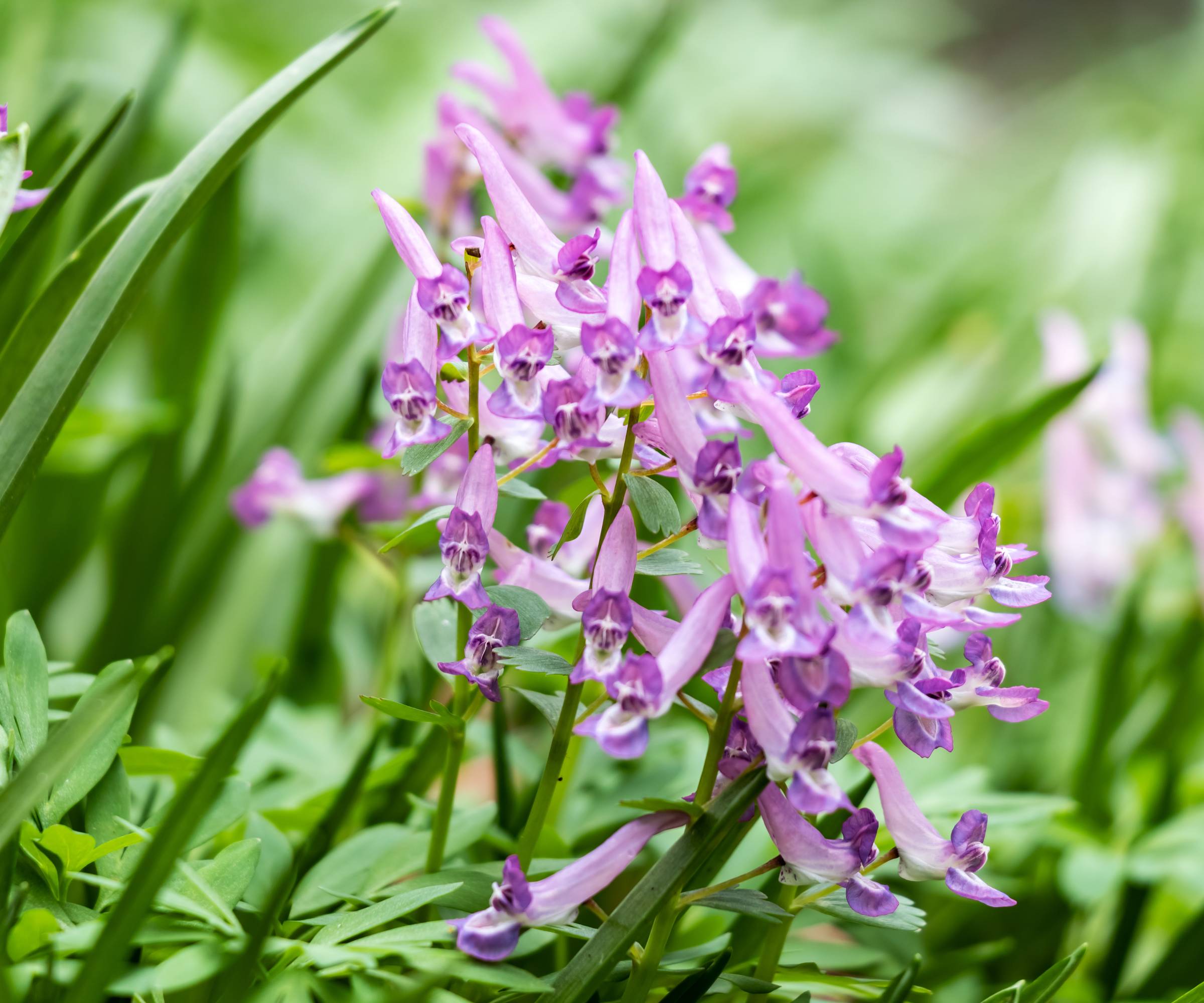 Purple Corydalis solida flowers