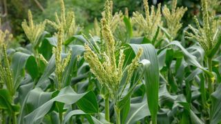 how to grow sweet corn: male tassels on healthy plants