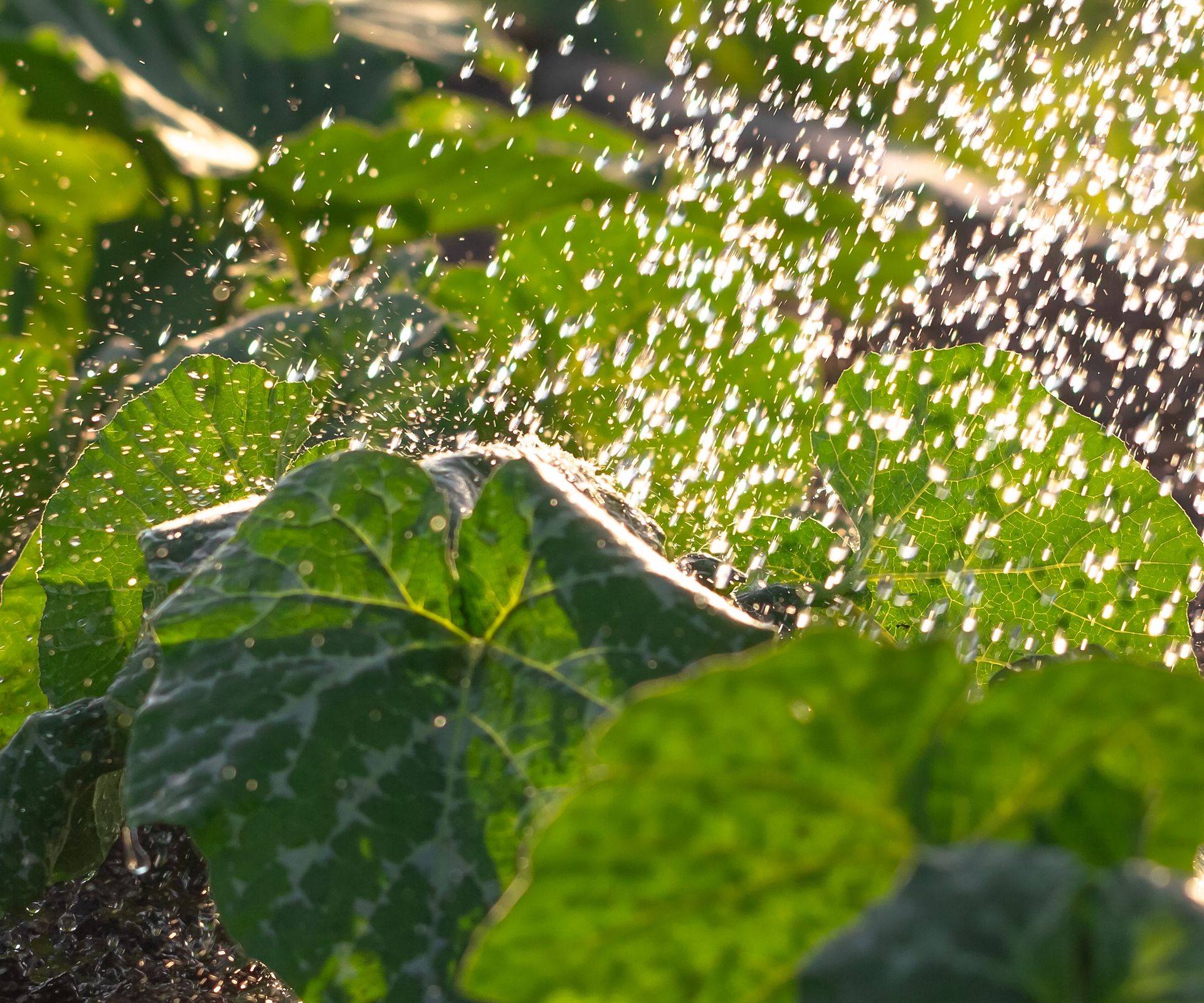 How often should you water a vegetable garden?
