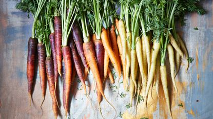 companion plants for carrots – selection of heritage carrots
