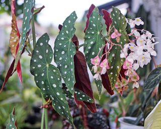 Polka dot plant