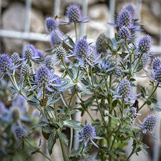 Outsidepride 5000 Seeds Perennial Silver Blue Eryngium Planum Sea Holly Blue Flower Seeds for Planting