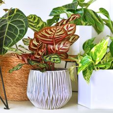 Variety of different houseplants