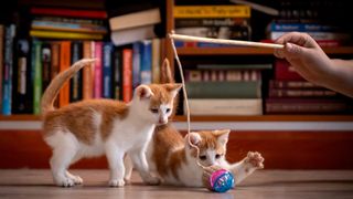 Two cats playing together with a cat toy