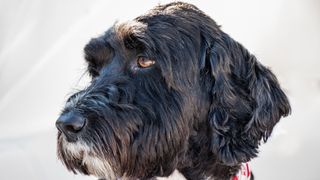 Close up of Portuguese water dog