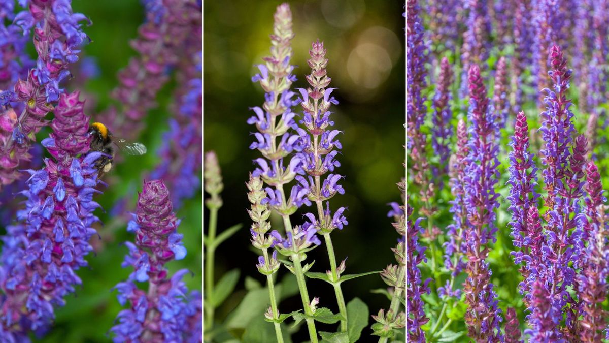 should-i-deadhead-salvia-expert-answers-for-more-blooms