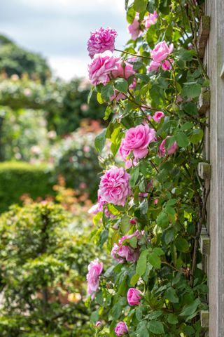 how to prune roses: Gertrude Jekyll roses climbing up house