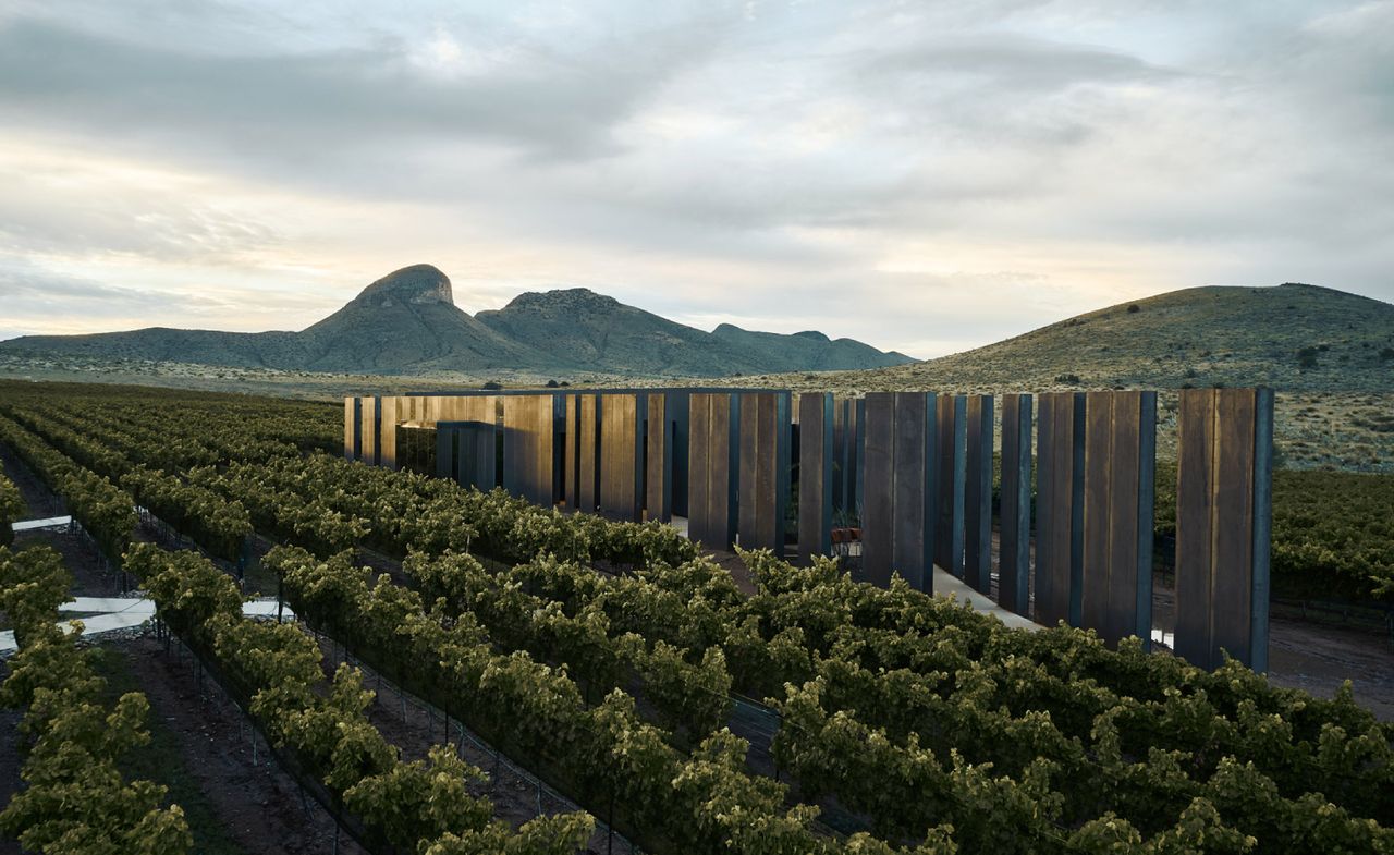 Sculptural vineyard in Southern Arizona