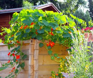 nasturtiums in bloom in a backyard raised bed