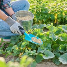 woman fertilizing cucumbers in garden