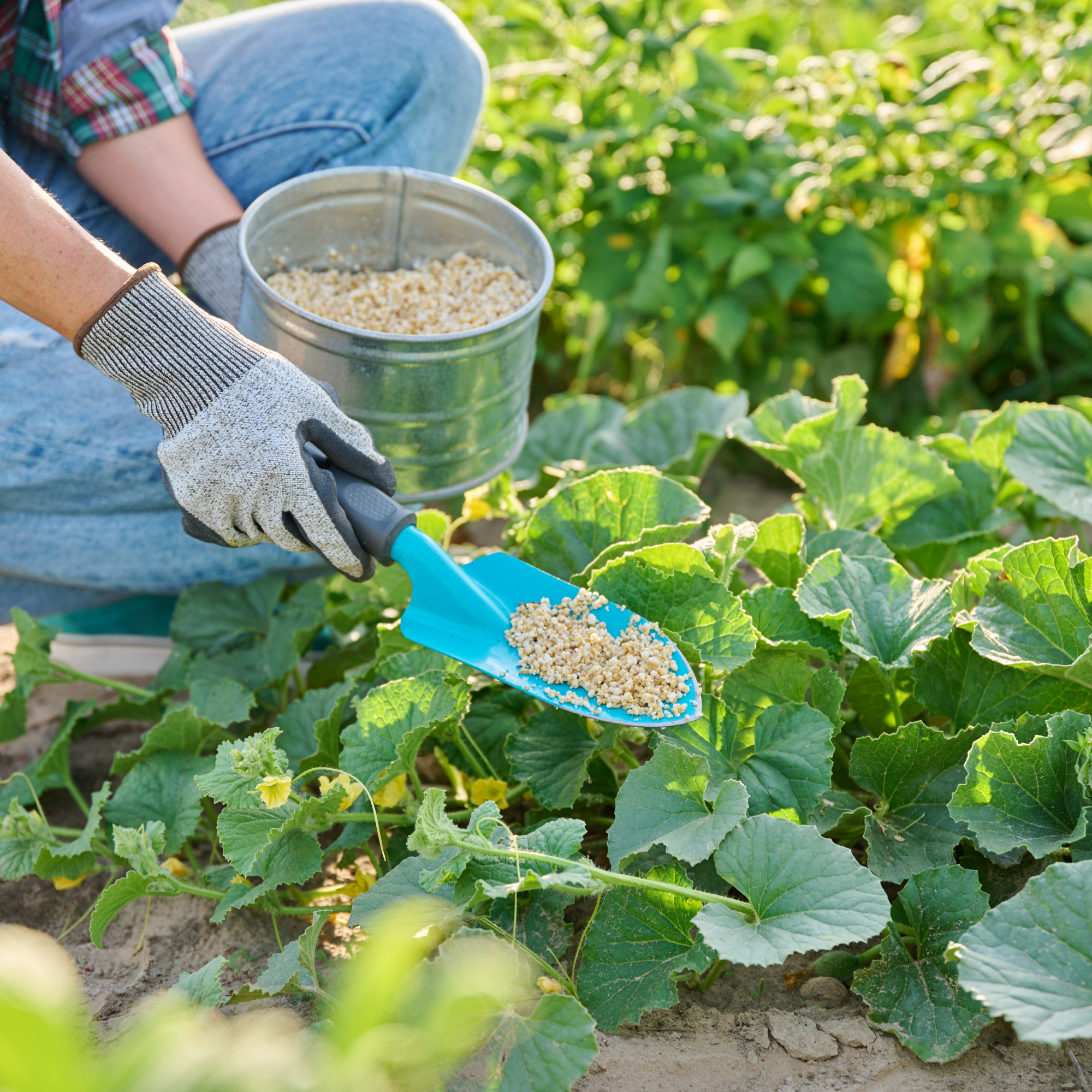 woman fertilizing cucumbers in garden