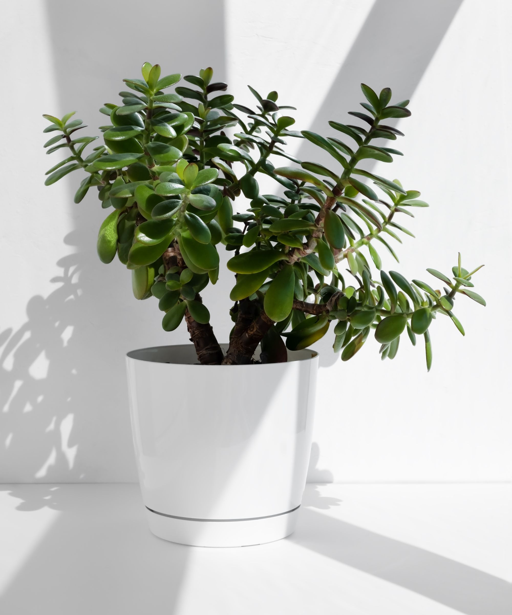 Jade plant casting shadows on a bright white wall