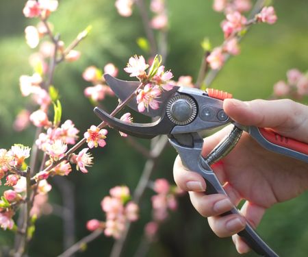 Prune peach tree