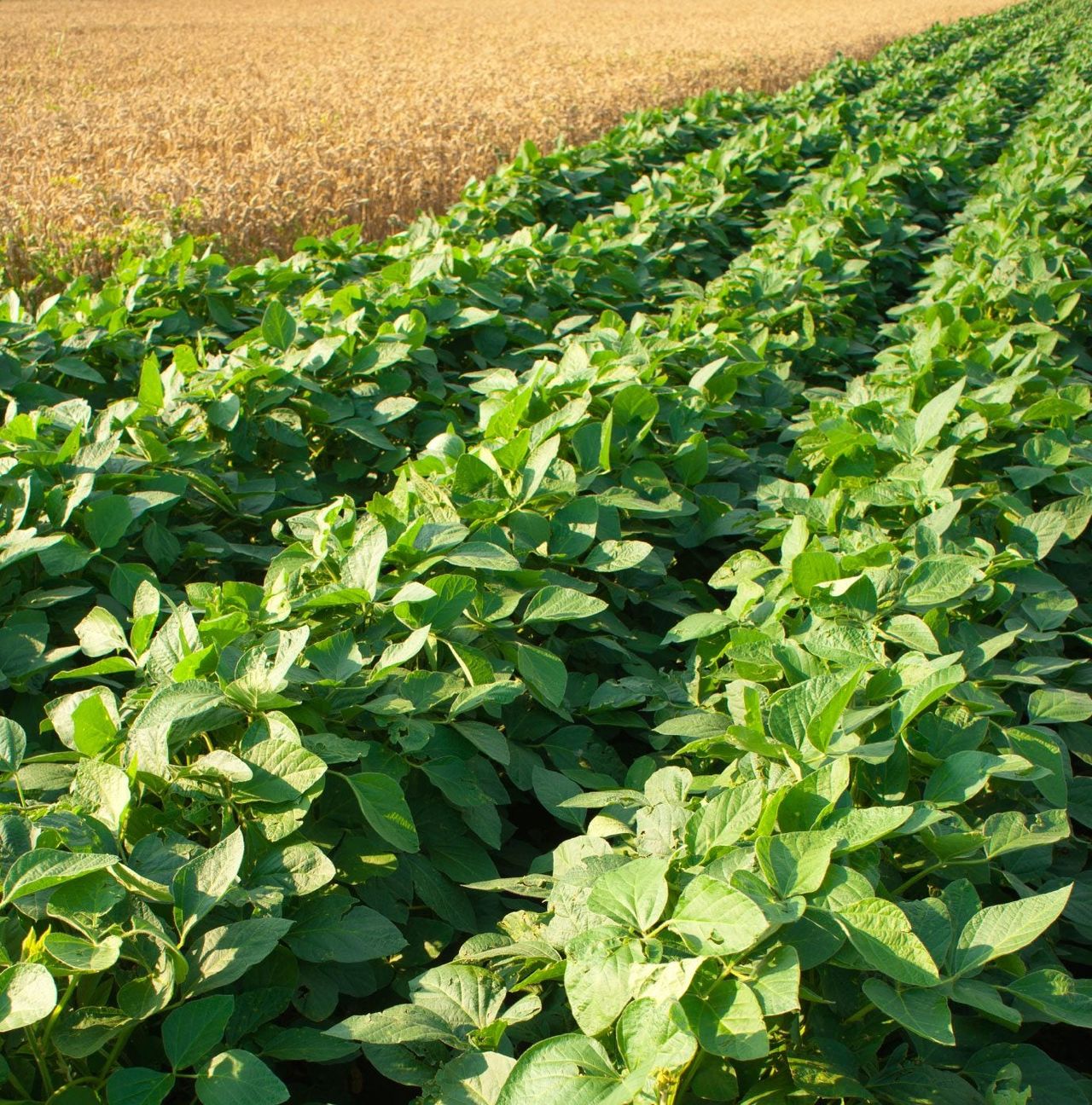 Rows Of Crops In A Field