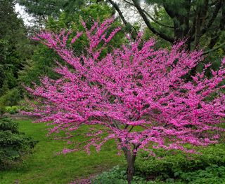 Red Bud Tree placed in a backyard