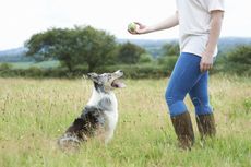 Smart pet tech: do you need it? Woman training dog with ball in meadow