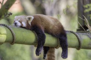 This red panda is getting in its zzz's.