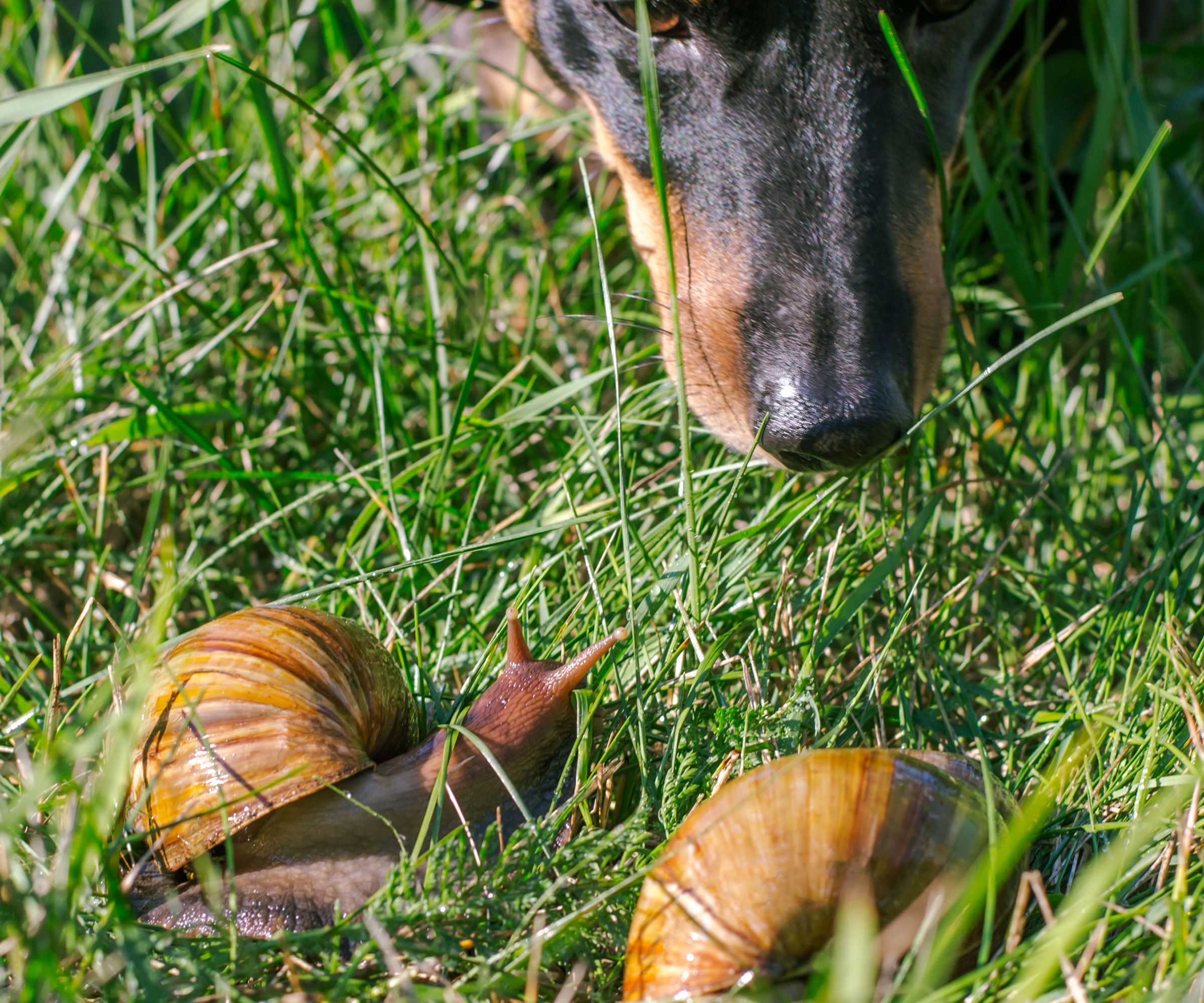 dog on lawn watching snails