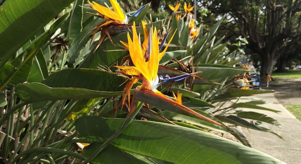 A close up photo of a bird of paradise flower