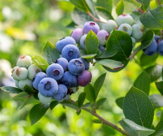 blueberries growing in backyard