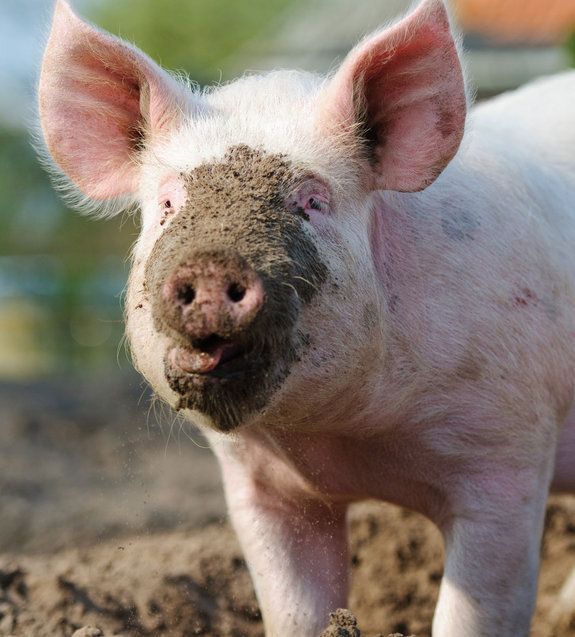 a pink pig with a muddy nose