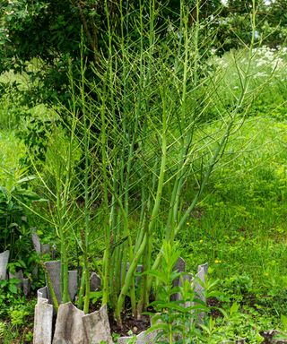 asparagus plant with ferny leaves