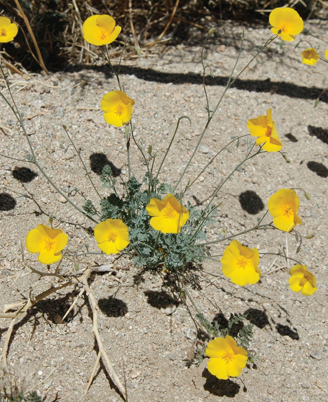 An image of Eschscholzia androuxii.