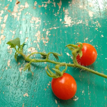 Two cherry tomatoes on the vine on a painted wood surface