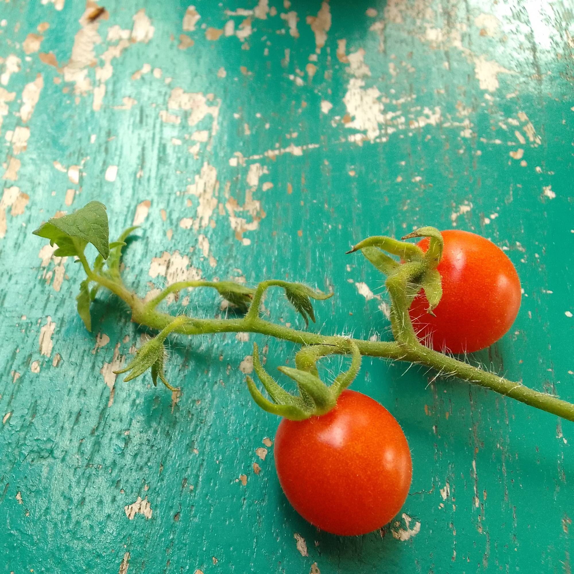Two cherry tomatoes on the vine on a painted wood surface