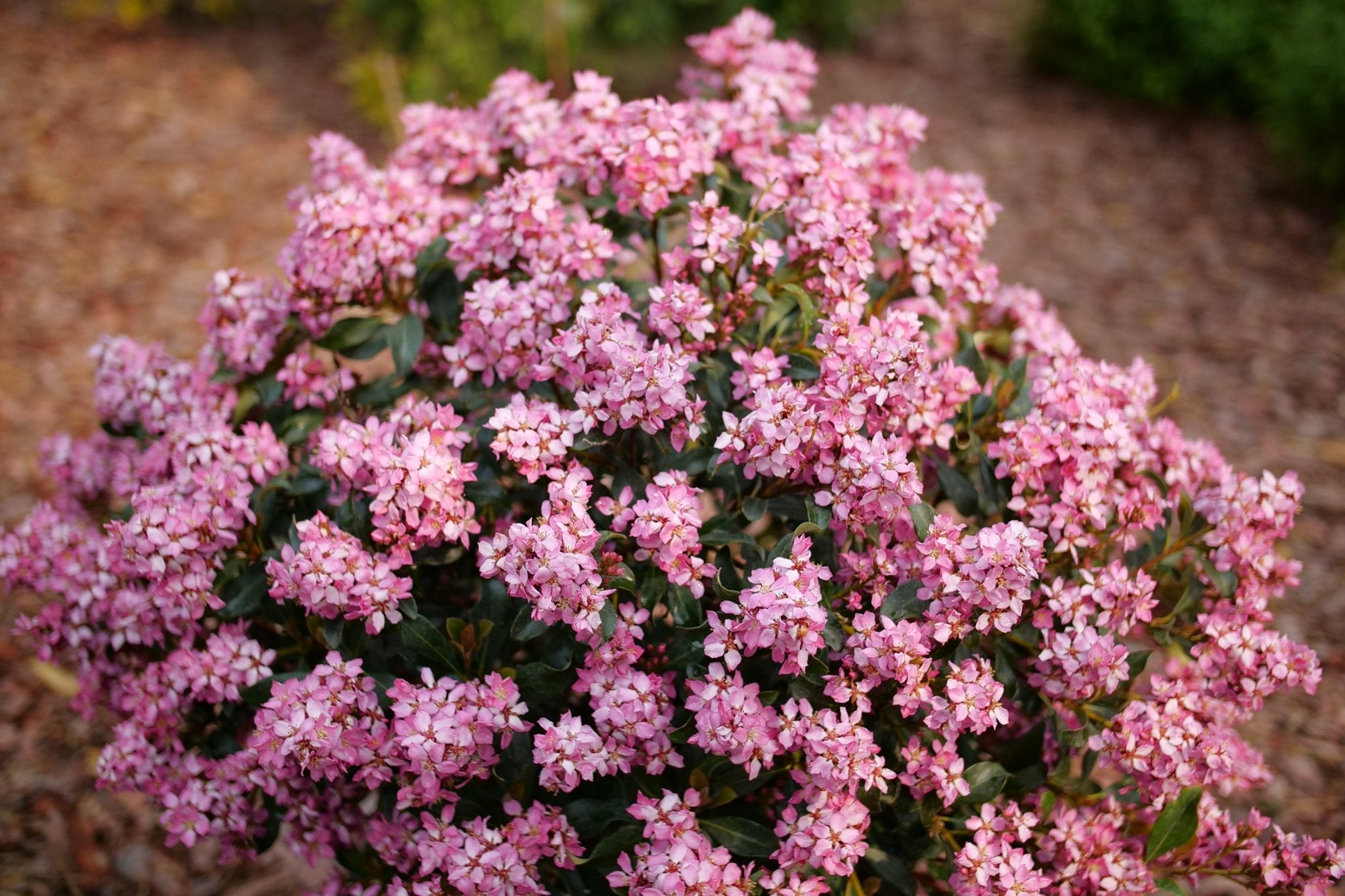 La Vida M&amp;aacute;s&amp;reg; Indian Hawthorn