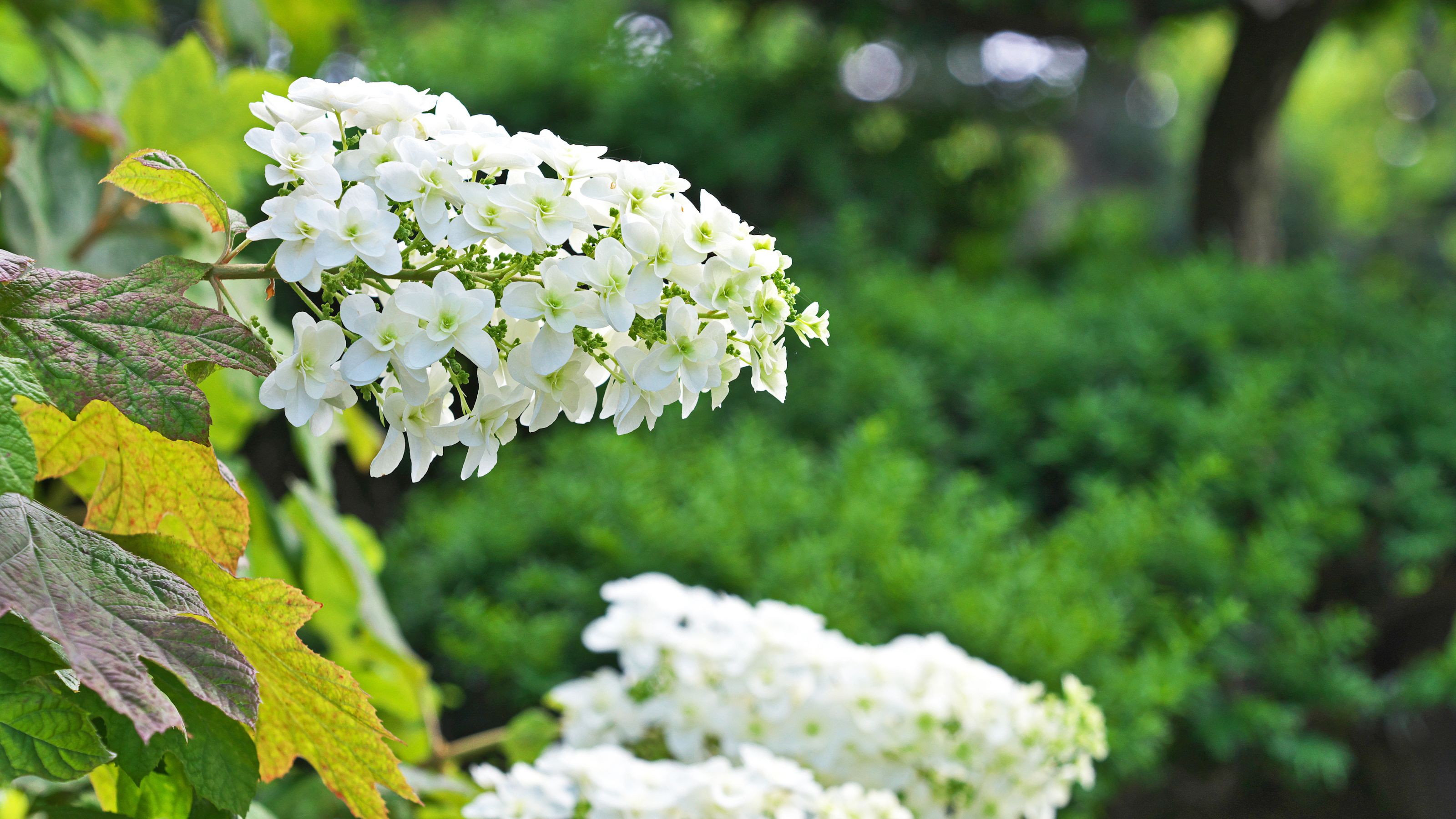 Oakleaf hydrangea blooms in close focus