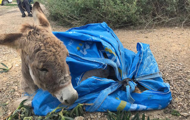 BabyDonkey1.jpeg