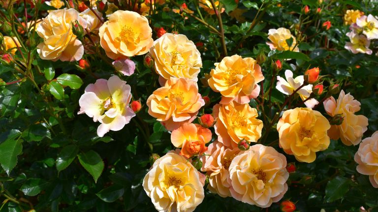 orange colored roses in bloom