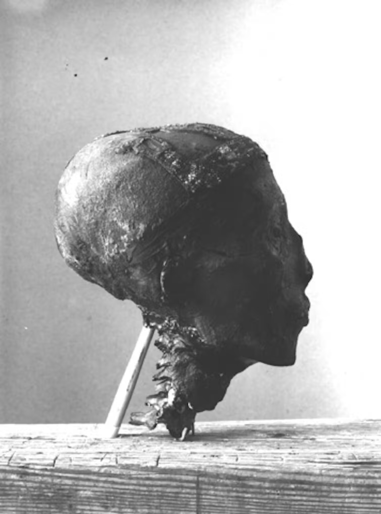 a black and white image of King Tut&#039;s severed, mummified head propped up on a piece of wood