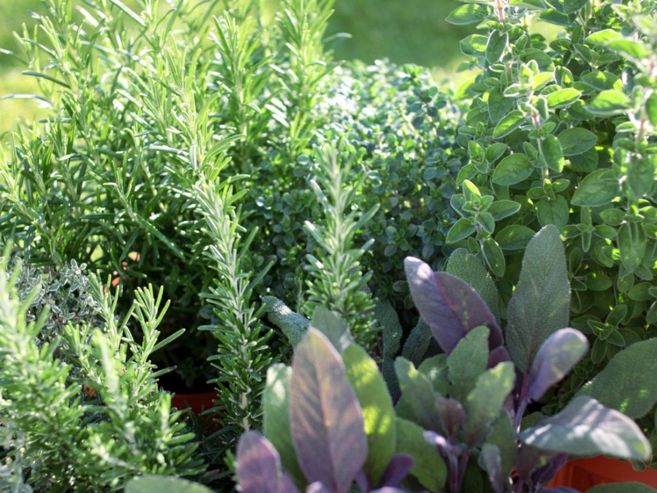 Herb Garden Full Of Different Herbs