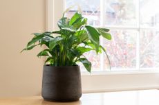 peace lily in a black plant pot by a window