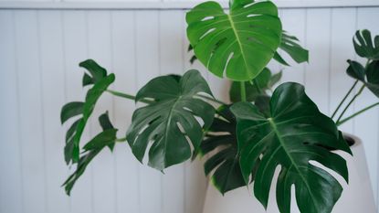 Monstera plant in a pot against a white wall