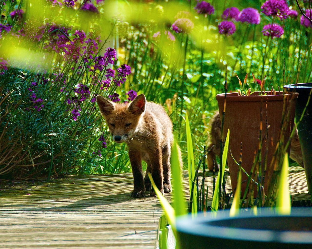 How to get rid of foxes simple ways to keep them out of your yard