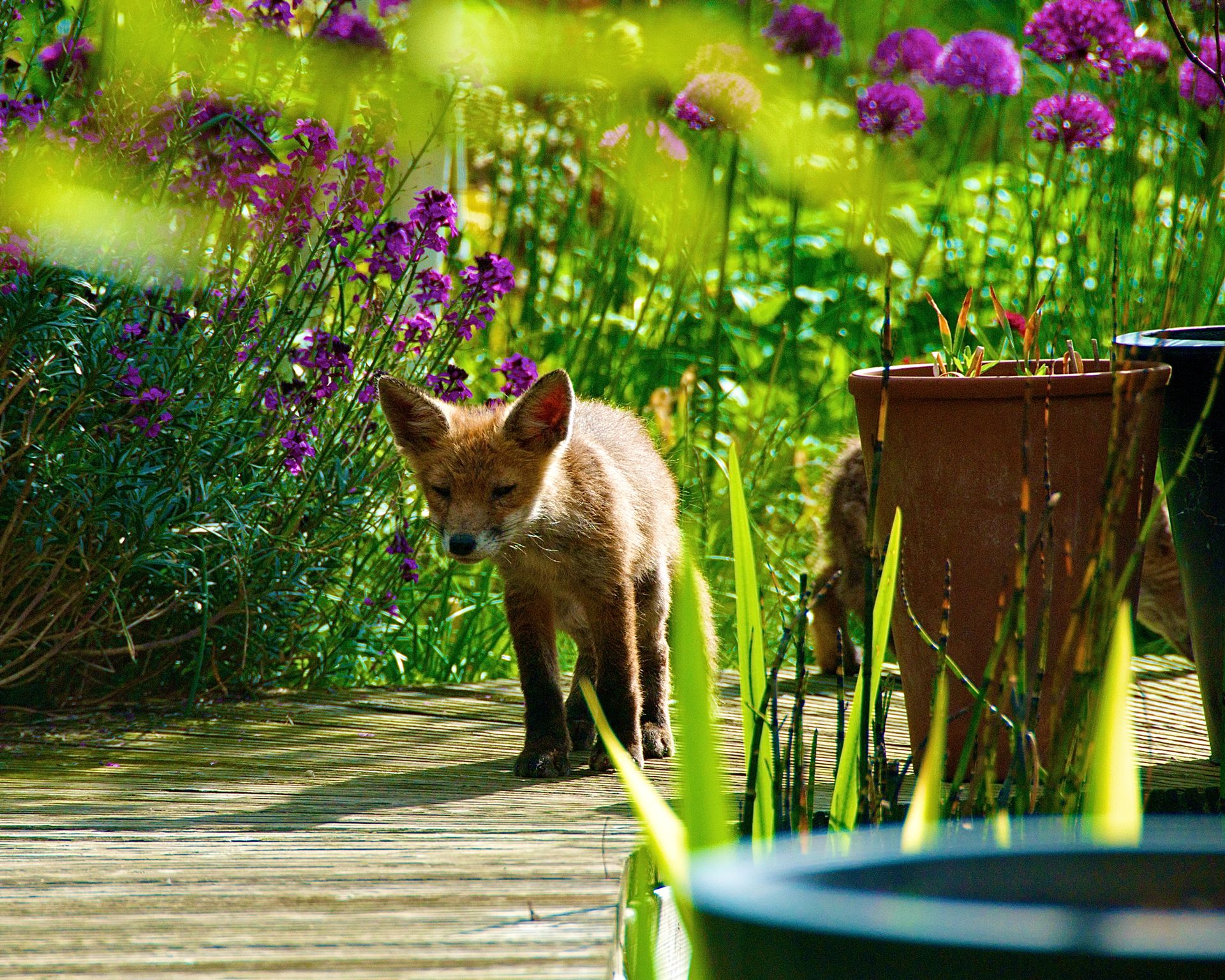 How To Keep Foxes Away From My Cat at Amanda Baker blog