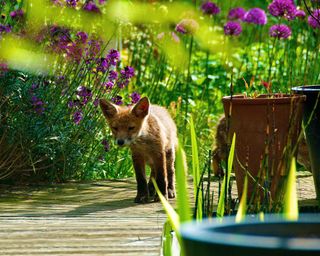 Urban fox cub in garden