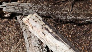 Army of ants on wood