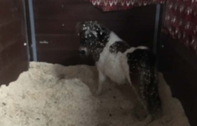 Pandora the shetland mascot