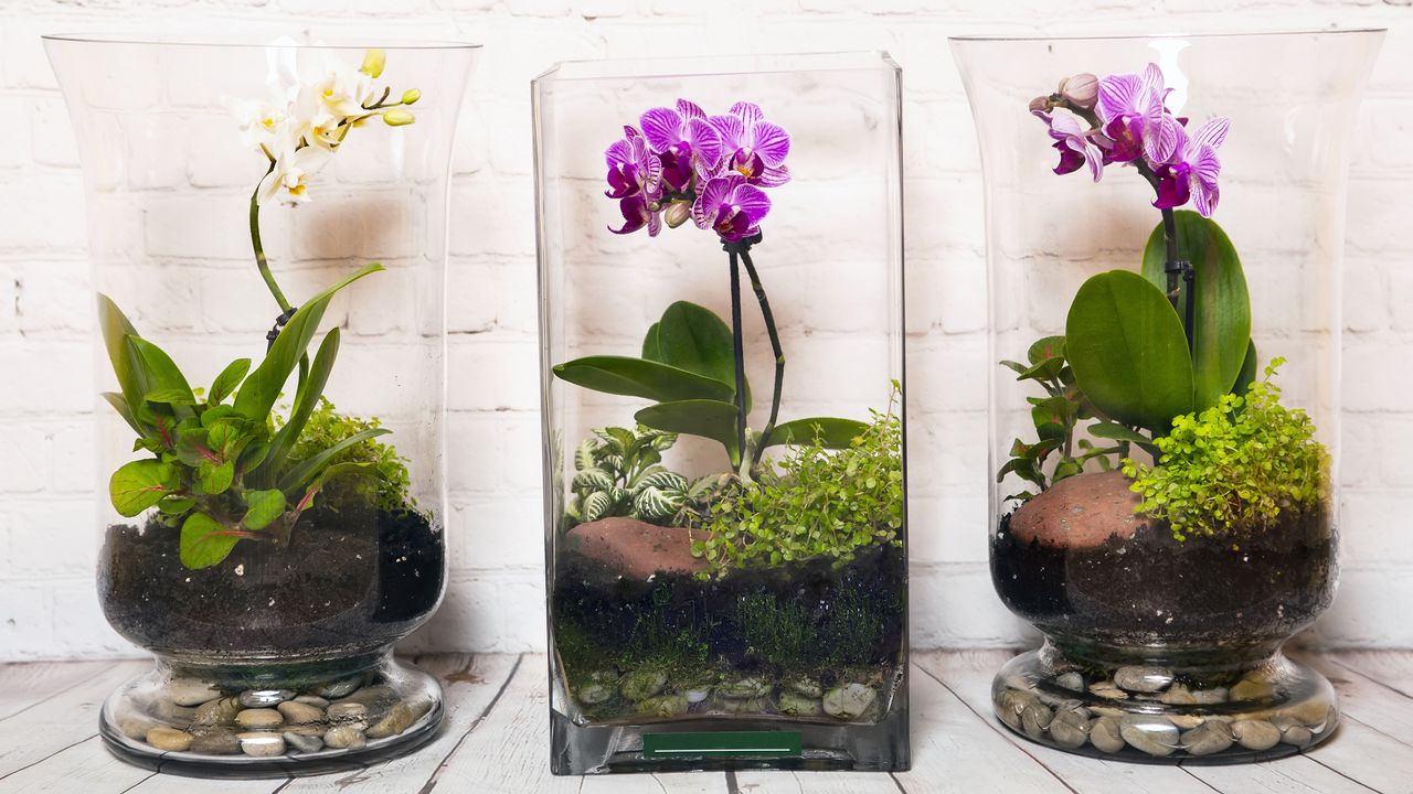 Learn how to make an orchid terrarium to recreate this stunning trio of open orchid terrariums with pink and white flowers