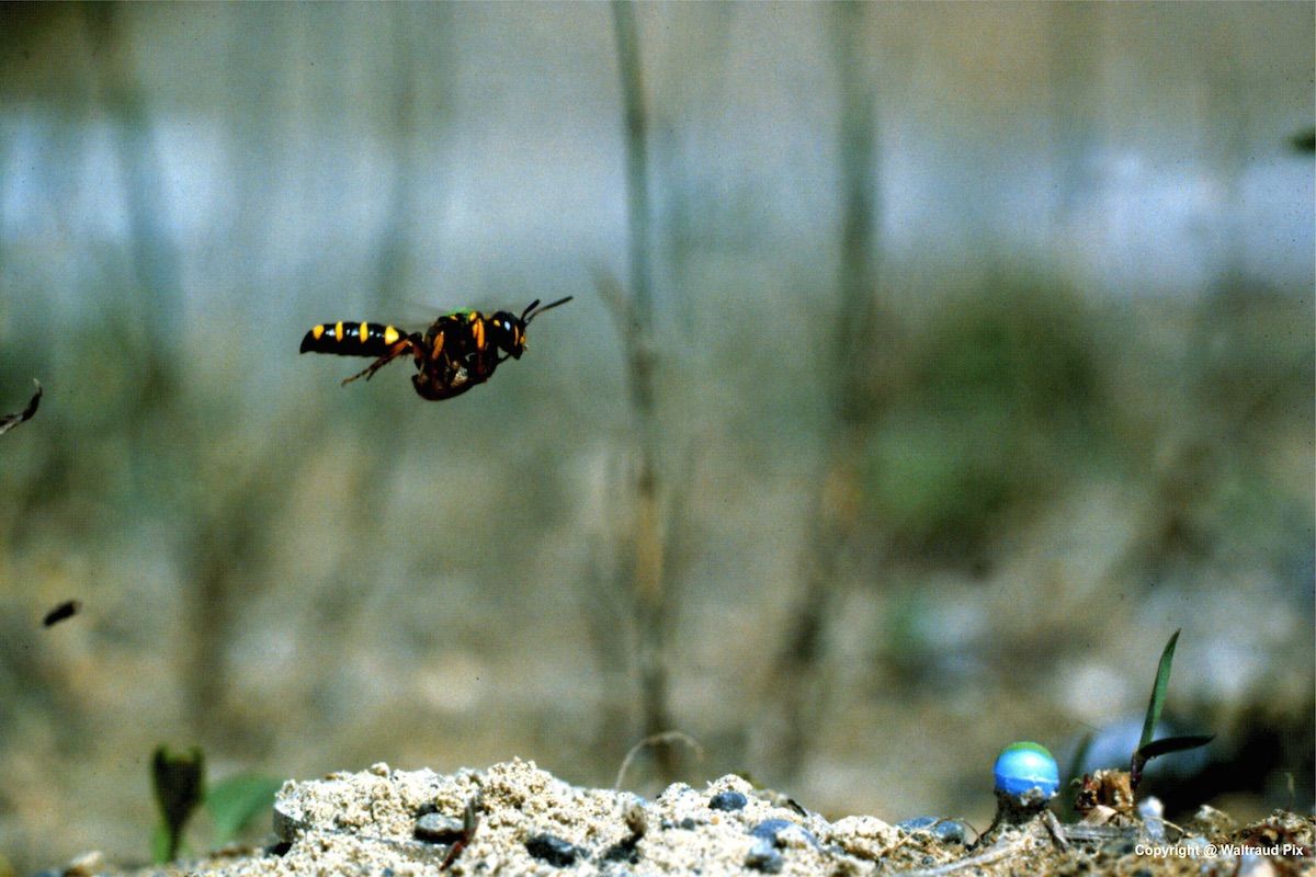 A ground-nesting wasp (&lt;/em&gt;Cerceris arenaria&lt;/em&gt;) approaches her nest.