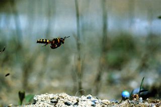 A ground-nesting wasp (</em>Cerceris arenaria</em>) approaches her nest.