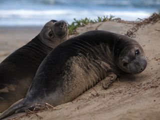 Elephant Seals in California