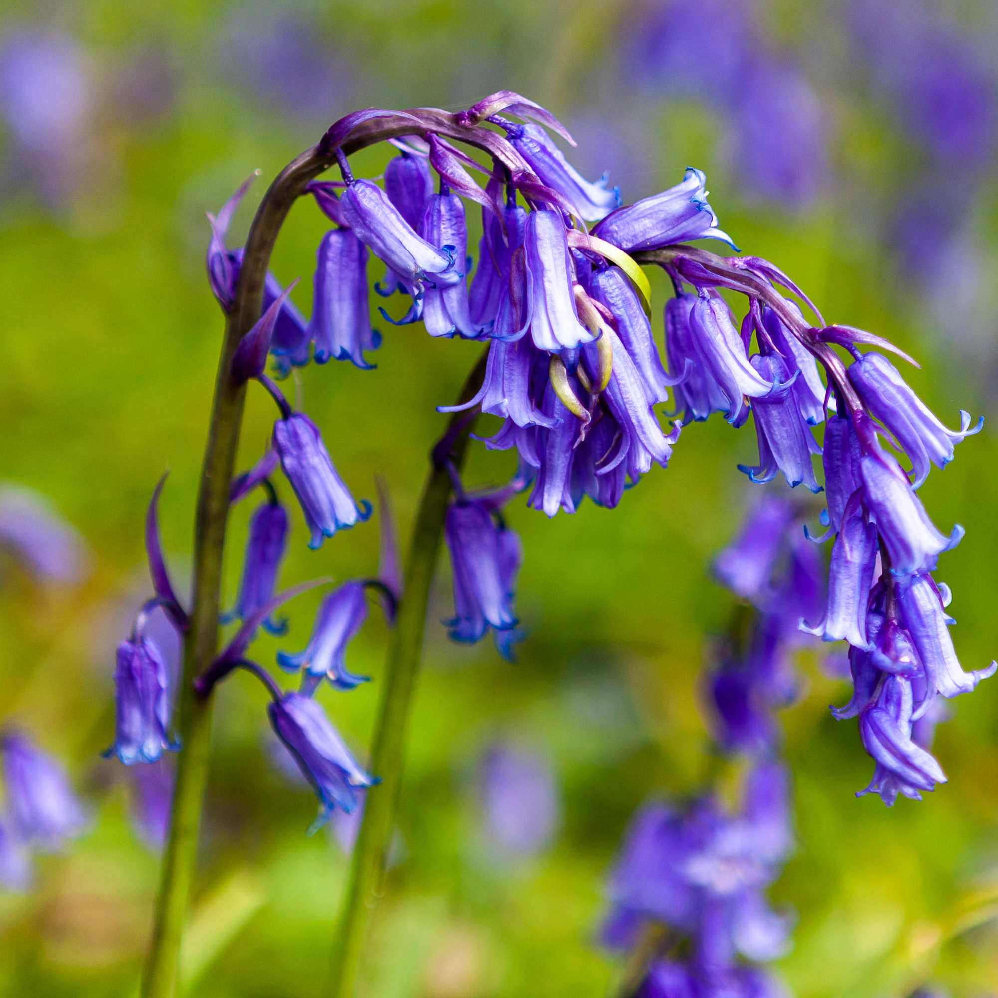 Close-up of a English bluebell