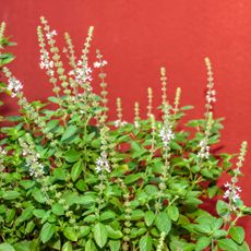 Basil flowers against a red wall