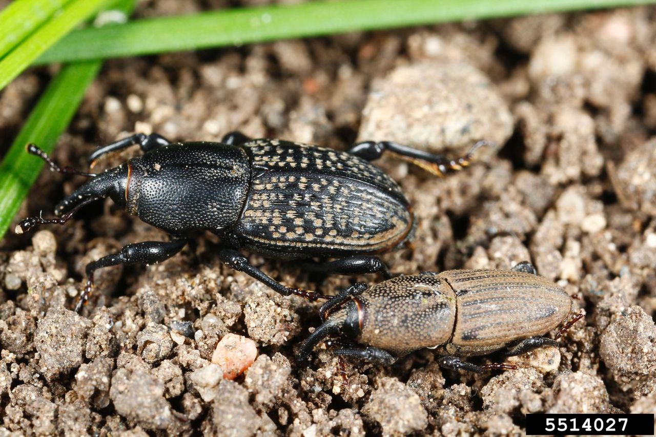 Two Billbugs Crawling Towards Grass Blades