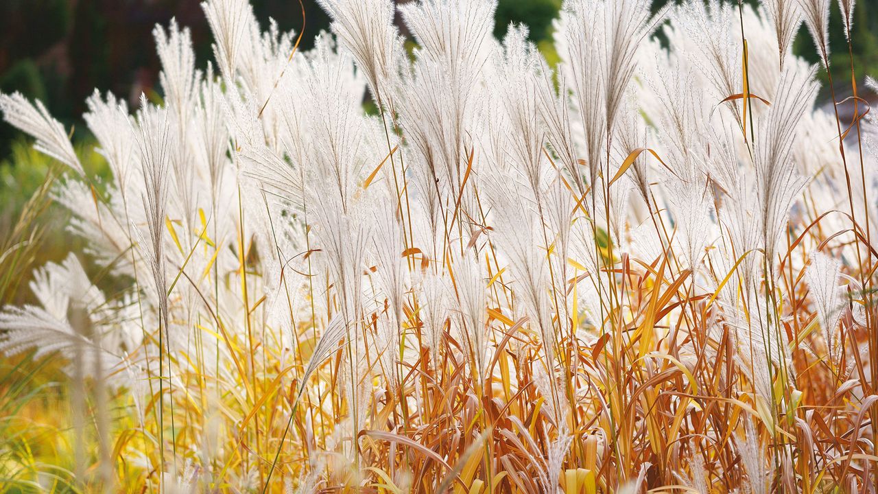 types of ornamental grass